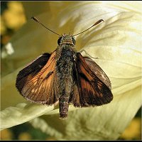 photograph of Ochlodes venata