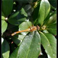 picture Sympetrum sanguineum