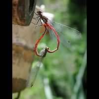 picture Pyrrhosoma nymphula