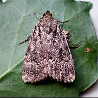 photograph of Svensson's Copper Underwing