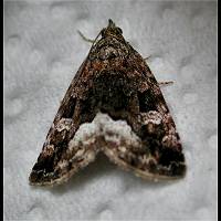 picture of Protodeltote pygarga