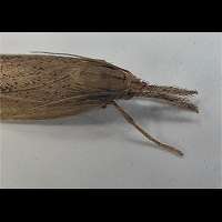 picture Chilo phragmitellus