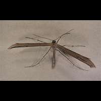 picture Stenoptilia pterodactyla