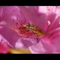 Photograph of Heineken Fly