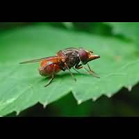 Picture of Heineken Fly
