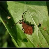 photograph Coreus marginatus larva