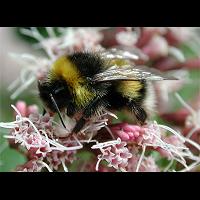Photograph of a Bumblebee